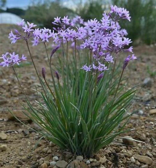 Tulbaghia violacea